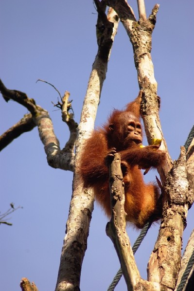 rehabilitacijski center za orangutane