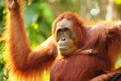 rehabilitacijski center za orangutane