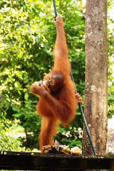 rehabilitacijski center za orangutane