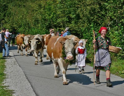 Bohinjski Kravlji Bal