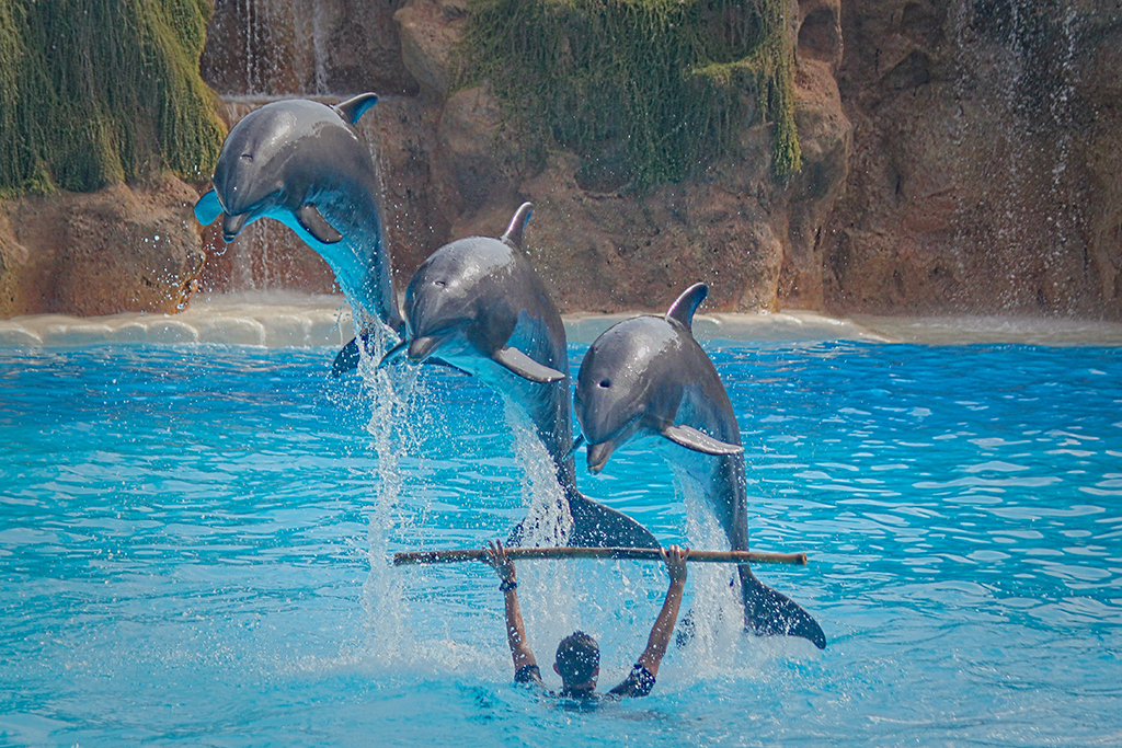 Plavanje_z_delfini_-_Swimming_with_Dolphins_-_Photo_by_Dusan_Smetana_on_Unsplash.jpg