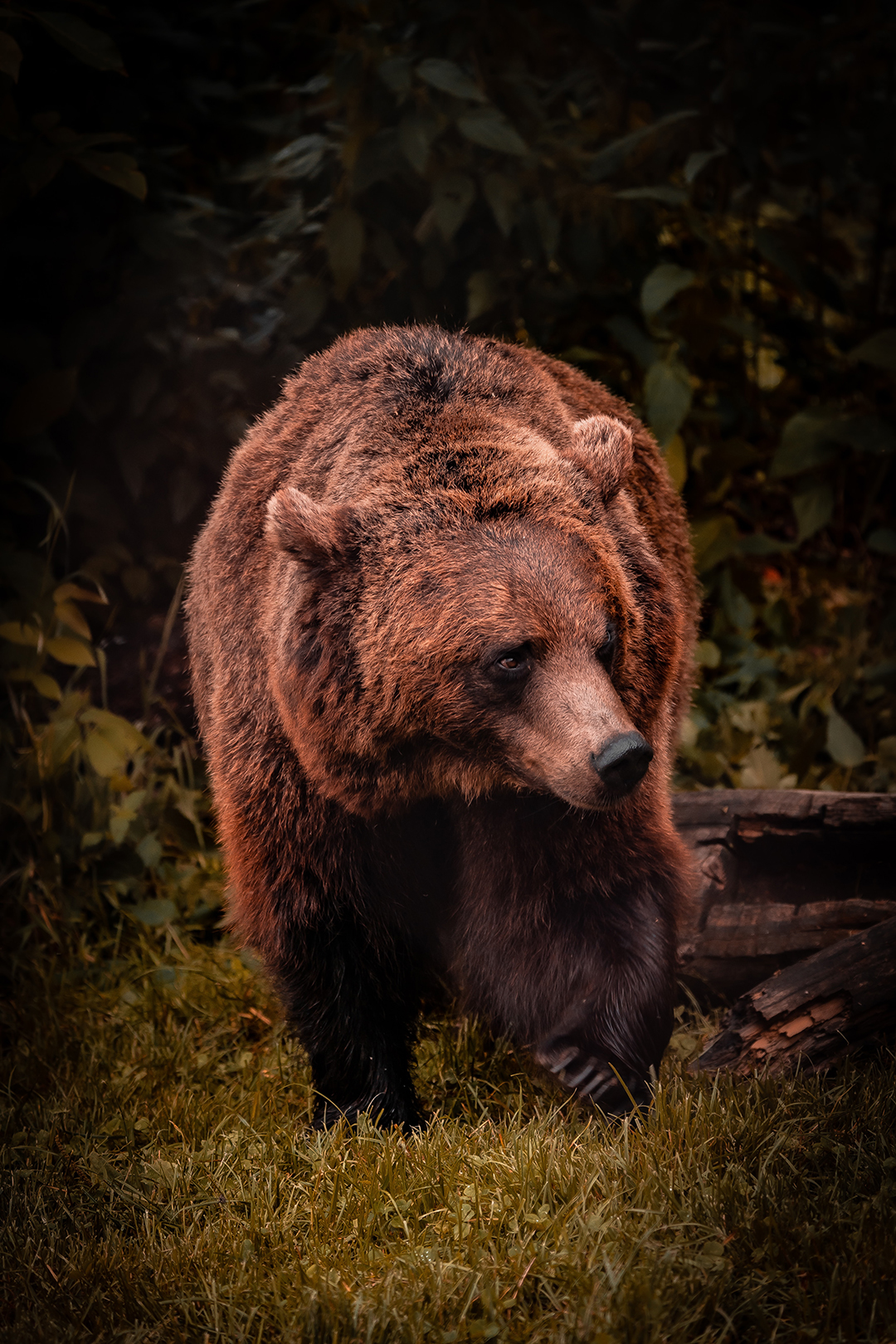 V_kraljestvu_medveda_-_Into_the_bear_realm_-_Photo_by_Daniel_Diesenreither_on_Unsplash.jpg