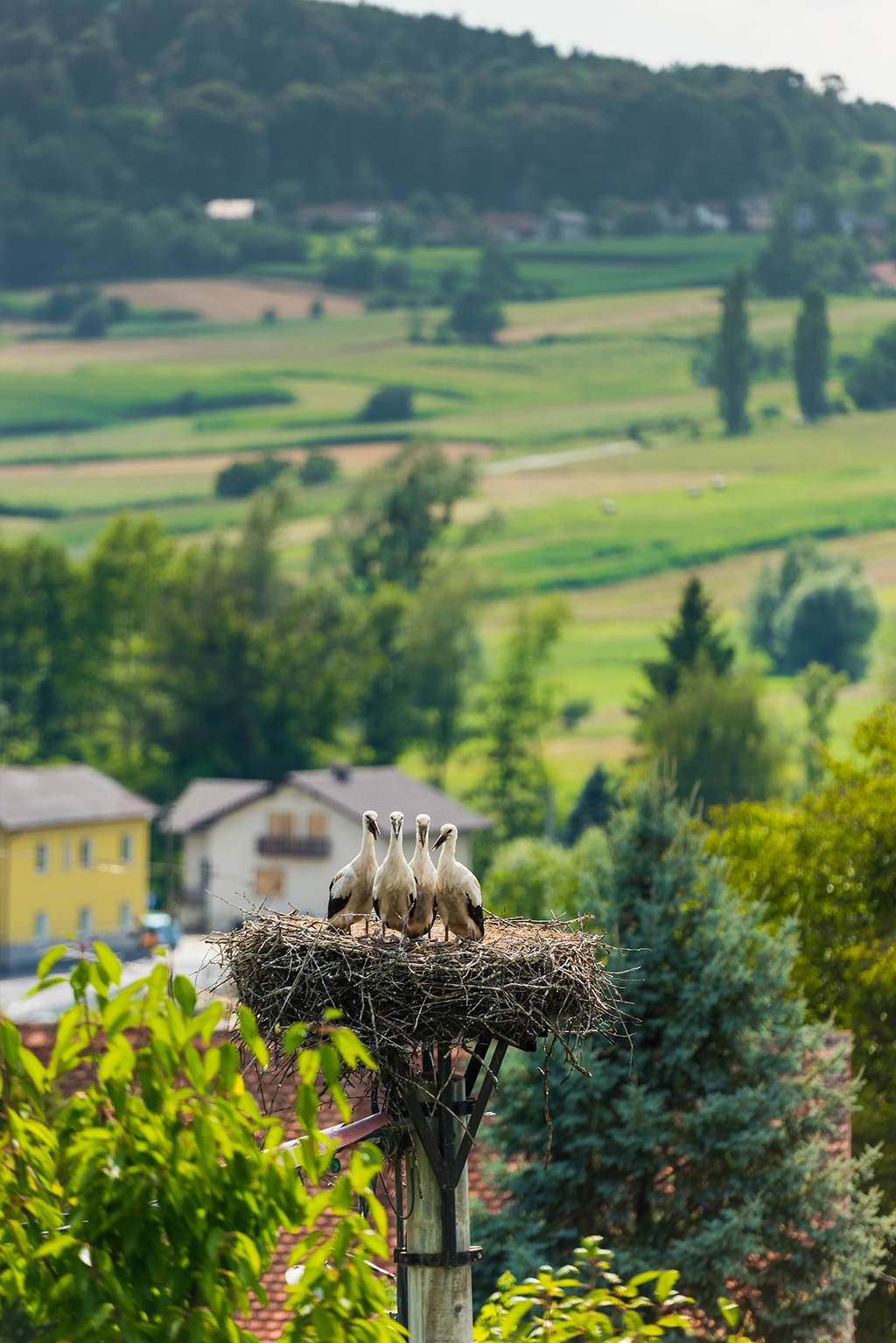 Prekmurje_stork_-_Photographer_-_Slovenska_turisticna_agecija_-_Source_-_www-slovenia-info.jpg