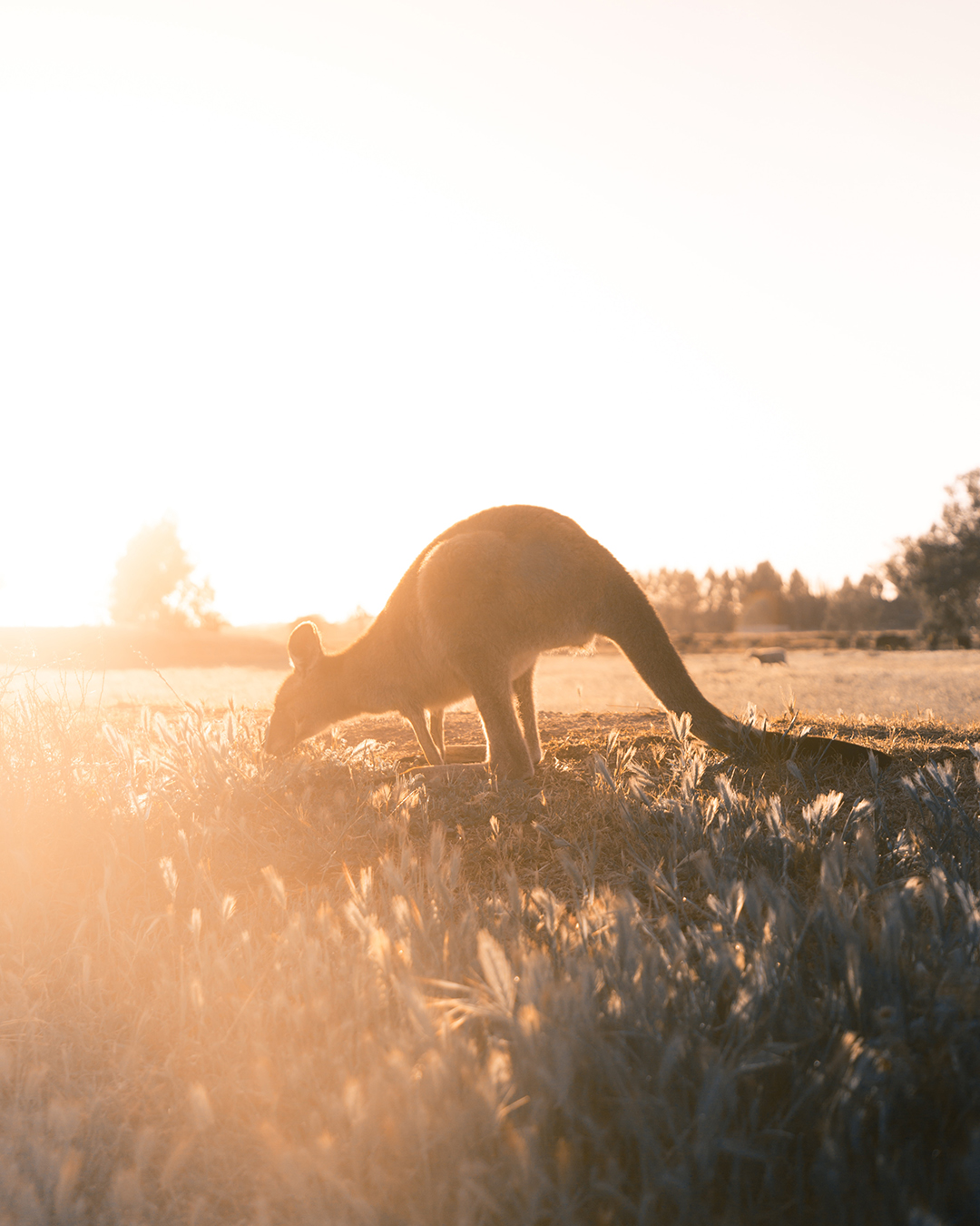 Popotniski_nasveti_za_Avstralijo_-_Travel_Tips_for_Australia_-_Photo_by_Christopher_Burns_on_Unsplash.jpg