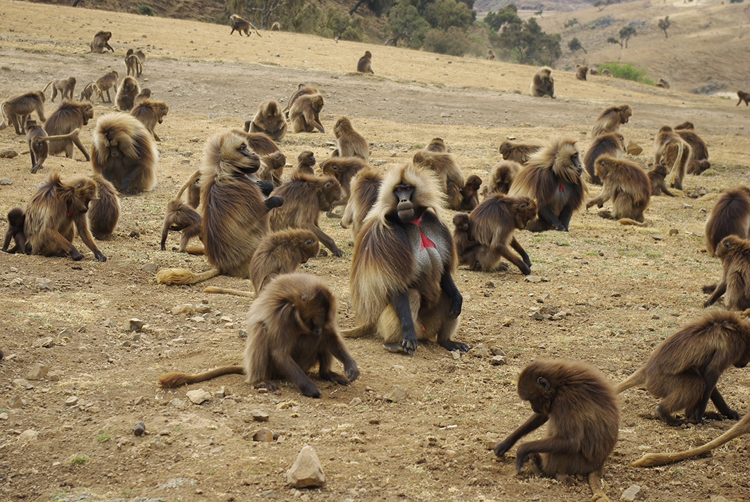 Potovanje_v_Etiopijo_in_popotniski_namigi_-_Travel_to_Ethiopia_and_travel_tips_4.JPG