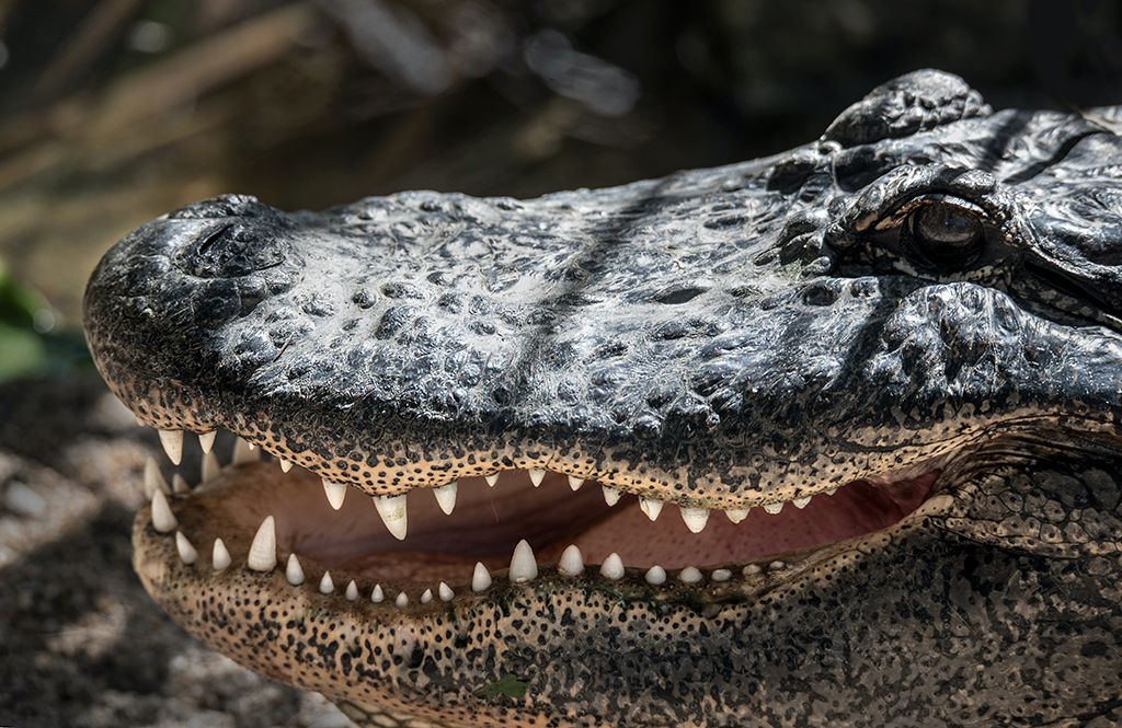 Crocodile_Australia_-_Krokodil_Avstralija_-_Photo_by_David_Clode_on_Unsplash.jpg
