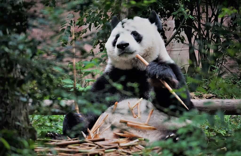 Panda_Australia_-_Photo_by_Xtina_Yu_on_Unsplash.jpg