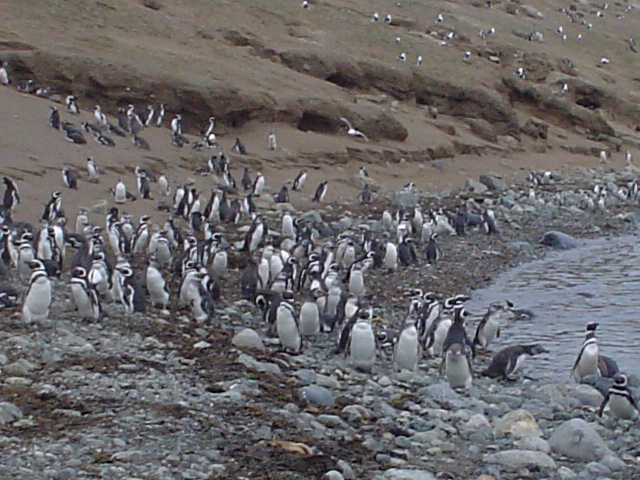 Isla_Magdalena_Chile_-_Otok_Magdalena_Cile_1.JPG