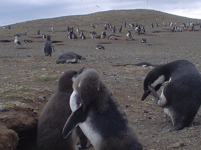 Isla_Magdalena_Chile_-_Otok_Magdalena_Cile_10.JPG