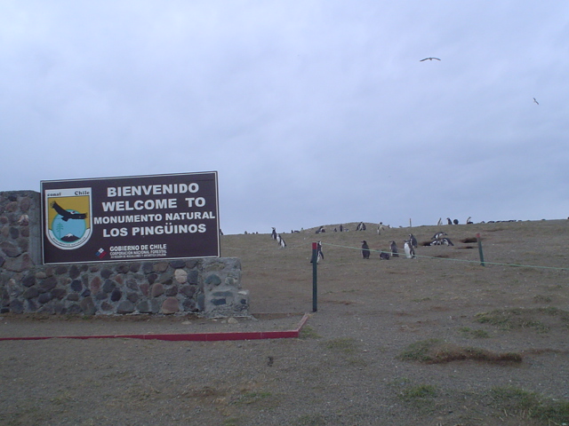 Isla_Magdalena_Chile_-_Otok_Magdalena_Cile_2.JPG