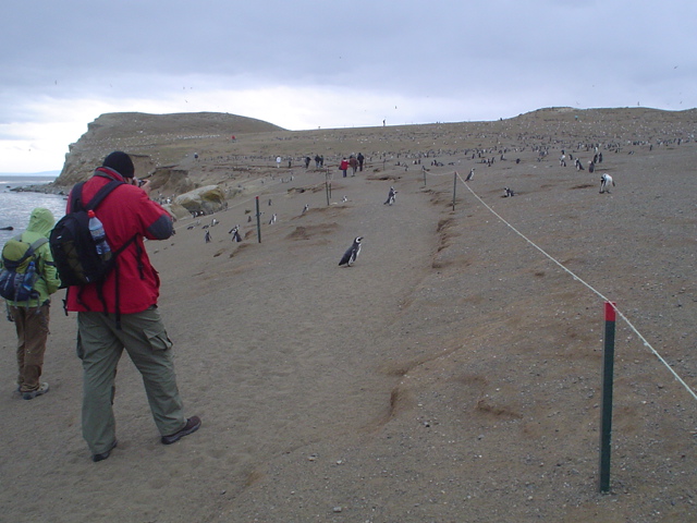 Isla_Magdalena_Chile_-_Otok_Magdalena_Cile_4.JPG