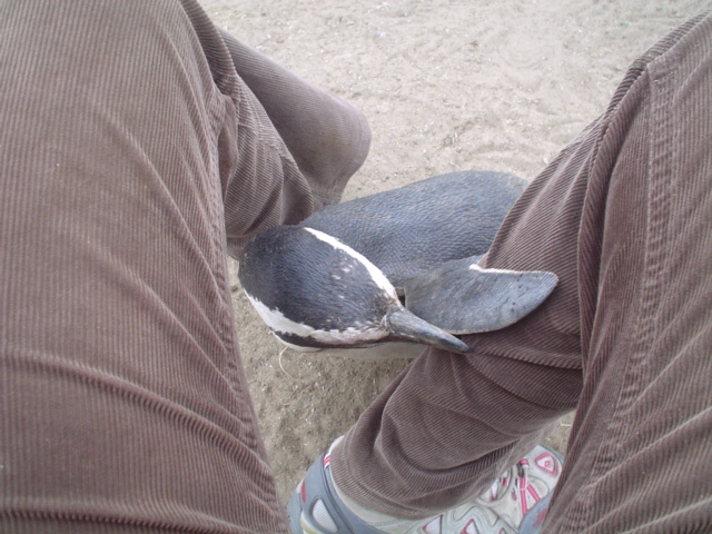 Isla_Magdalena_Chile_-_Otok_Magdalena_Cile_6.JPG
