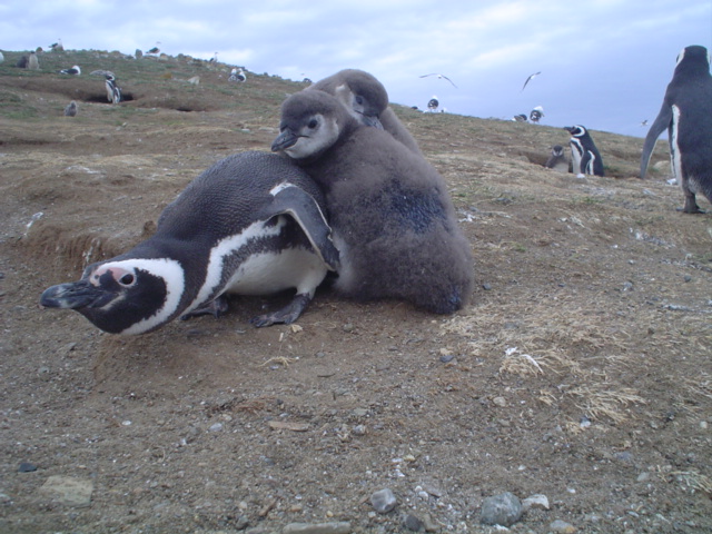 Isla_Magdalena_Chile_-_Otok_Magdalena_Cile_7.JPG