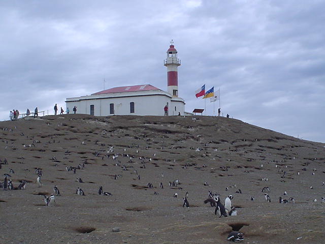 Isla_Magdalena_Chile_-_Otok_Magdalena_Cile_8.JPG