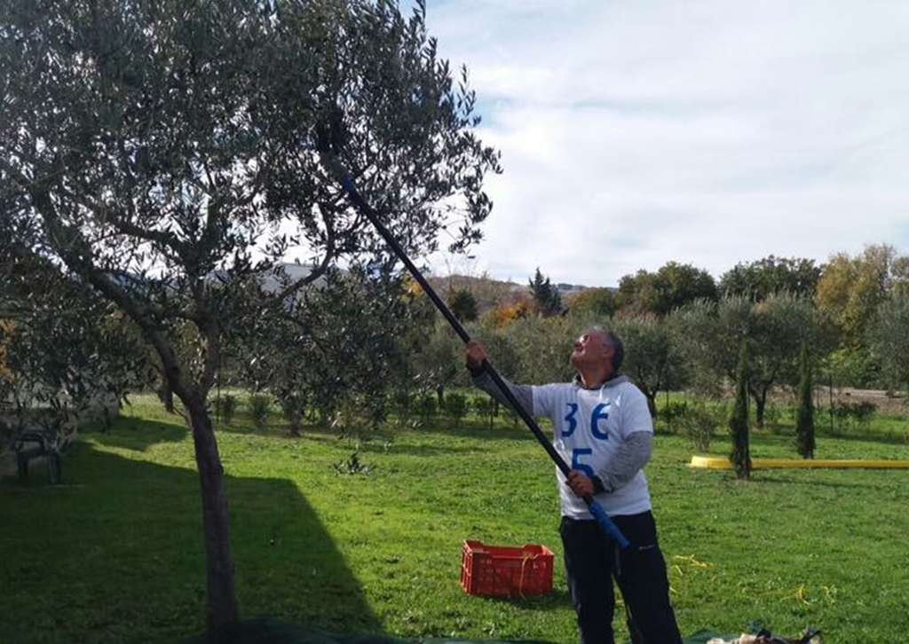 puglia365_-_workshop_raccolta_olive.jpg