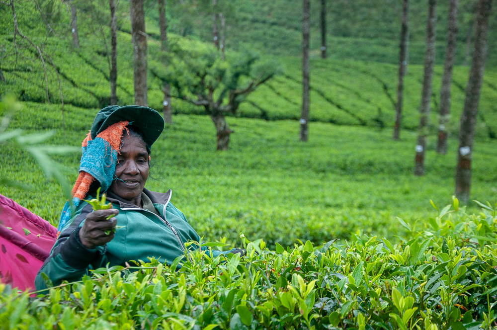 nuwara_eliya_16_of_1.jpg