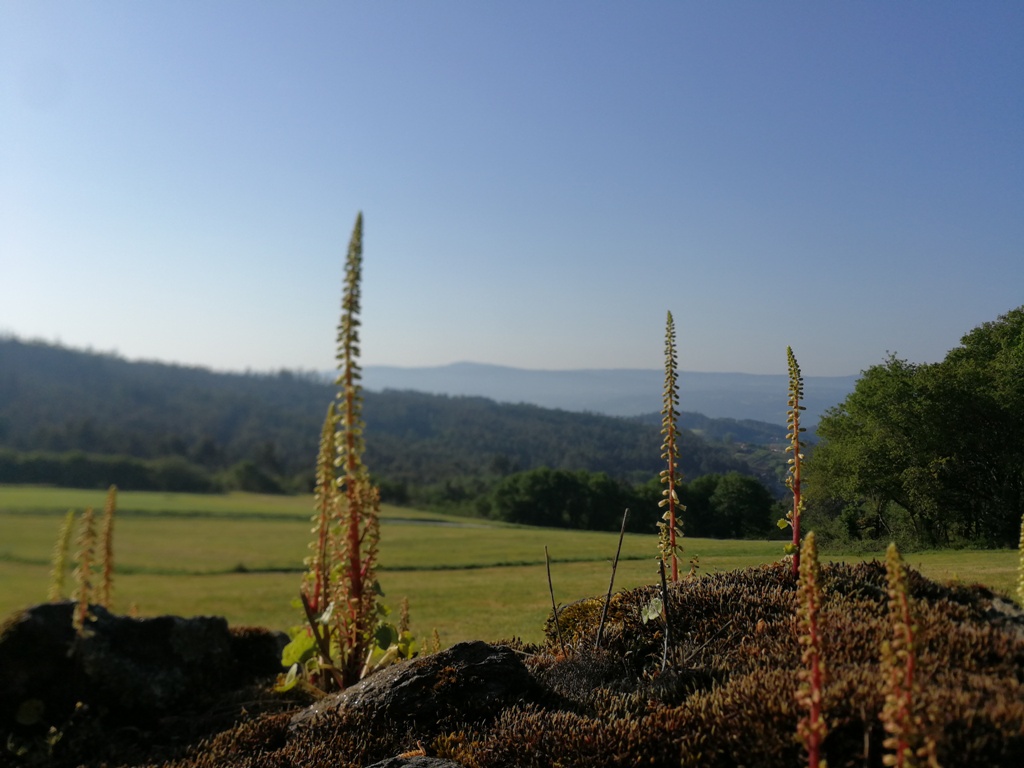 Romarska_pot_Camino_9.jpg