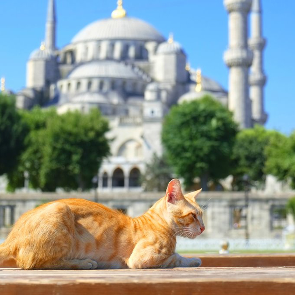 Clara_Mevzelj_Ozaj_-_Istanbul_7.jpg