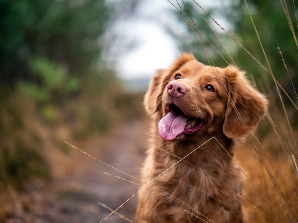 Potovanje_s_kuzkom_-_jamie-street-UtrE5DcgEyg-unsplash.png