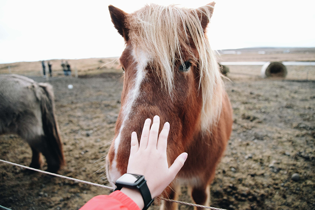Travel_to_Reykjavik_-_Potovanje_v_Reykjavik_-_Photo_by_Chelsea_Murphy_on_Unsplash.jpg