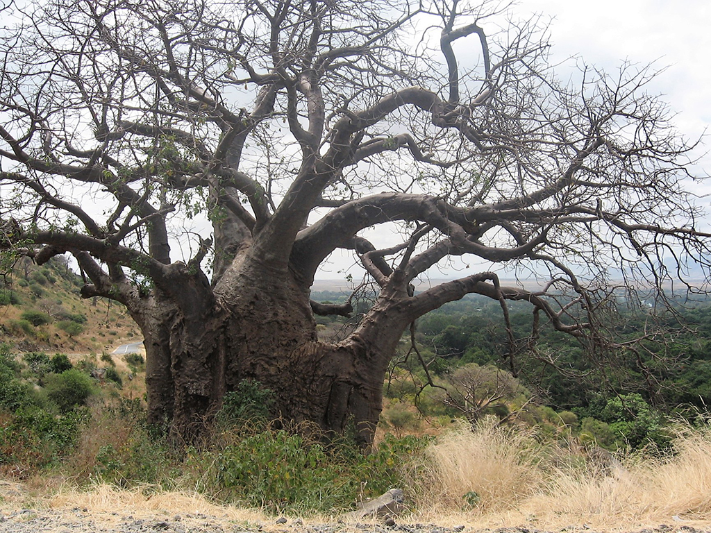 Trekking_in_Tanzania_-_Treking_v_Tanzaniji_1.jpg