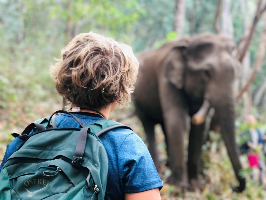 Resevanje_slonov_na_Tajskem_-_Rescue_elephants_in_Thailand_2.jpg