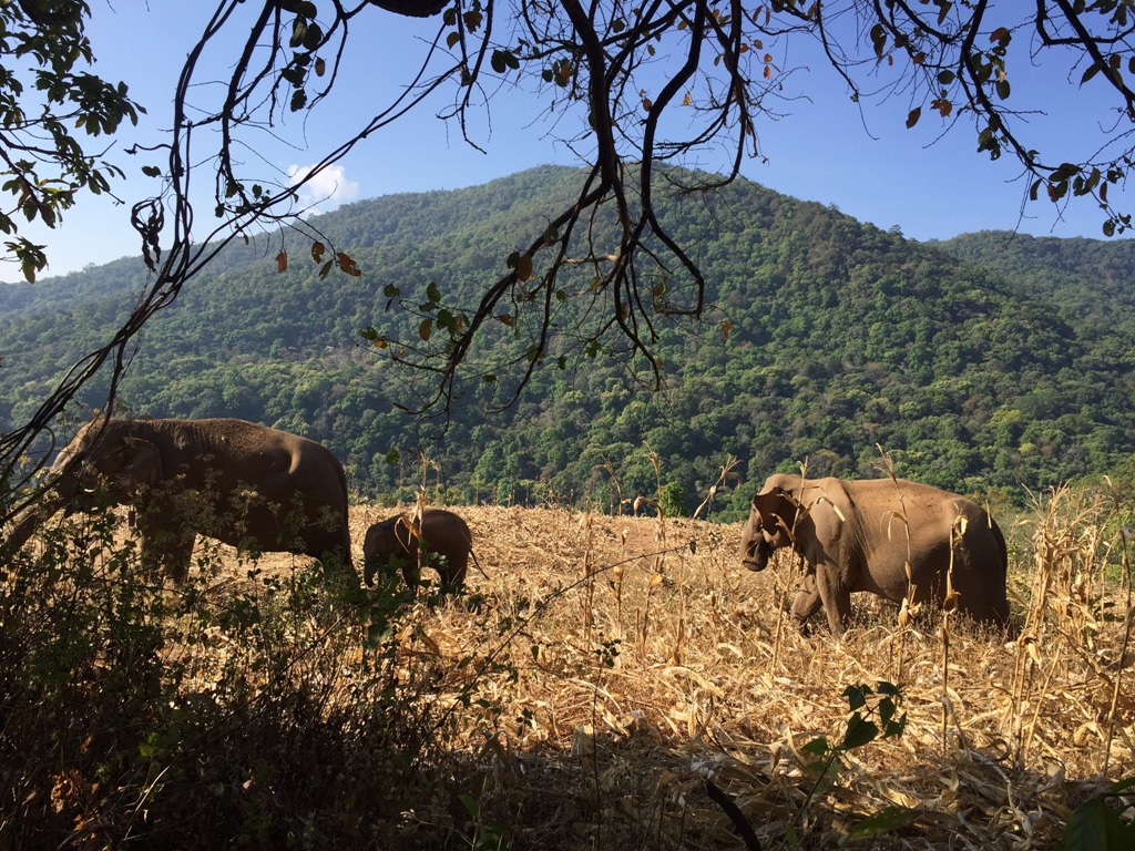 Resevanje_slonov_na_Tajskem_-_Rescue_elephants_in_Thailand_3.JPG