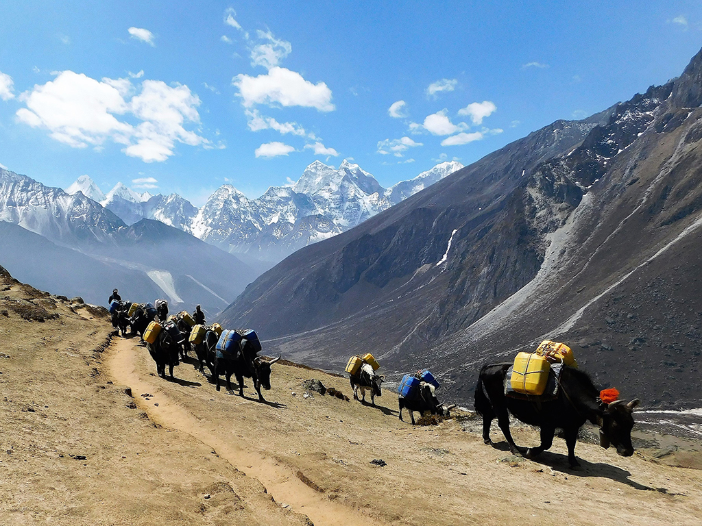 Nepal_trekking_-_Nepal_Treking_-_EBC_MOUNTAINS_ANIMALS.jpg