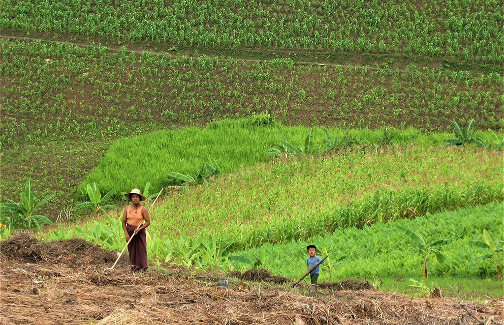 Potovanje_po_Burmi_-_A_trip_to_Burma_-_Delo_na_polju.jpg
