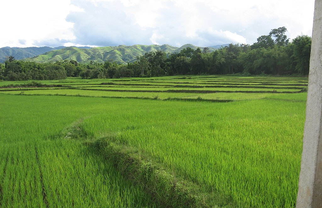 Potovanje_po_Burmi_-_A_trip_to_Burma_-_Rizeva_polja_2.JPG