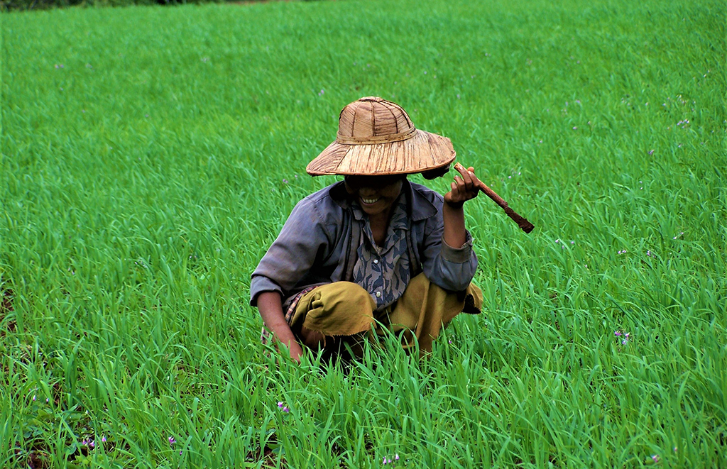 Potovanje_po_Burmi_-_A_trip_to_Burma_-_Rizeva_polja_3.jpg