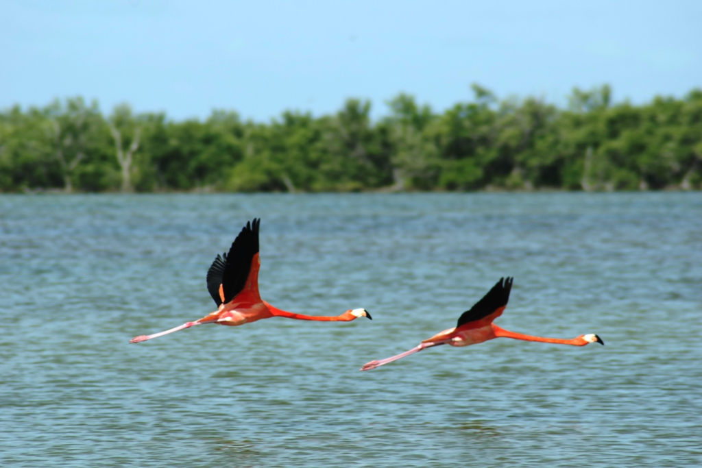 Potovanje_na_Kubo_-_Travel_to_Cuba_-_National_park_1.JPG
