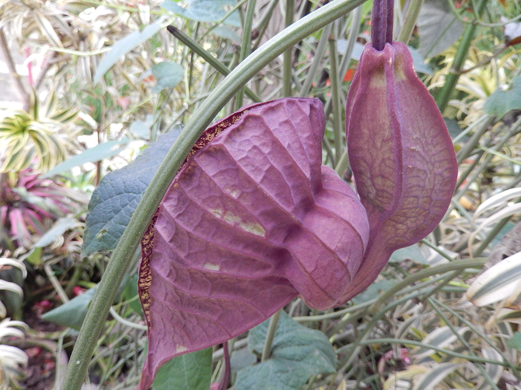 Potovanje_v_Malezijo_-_Travel_to_Malaysia_-_Botanicni_vrt_2.JPG
