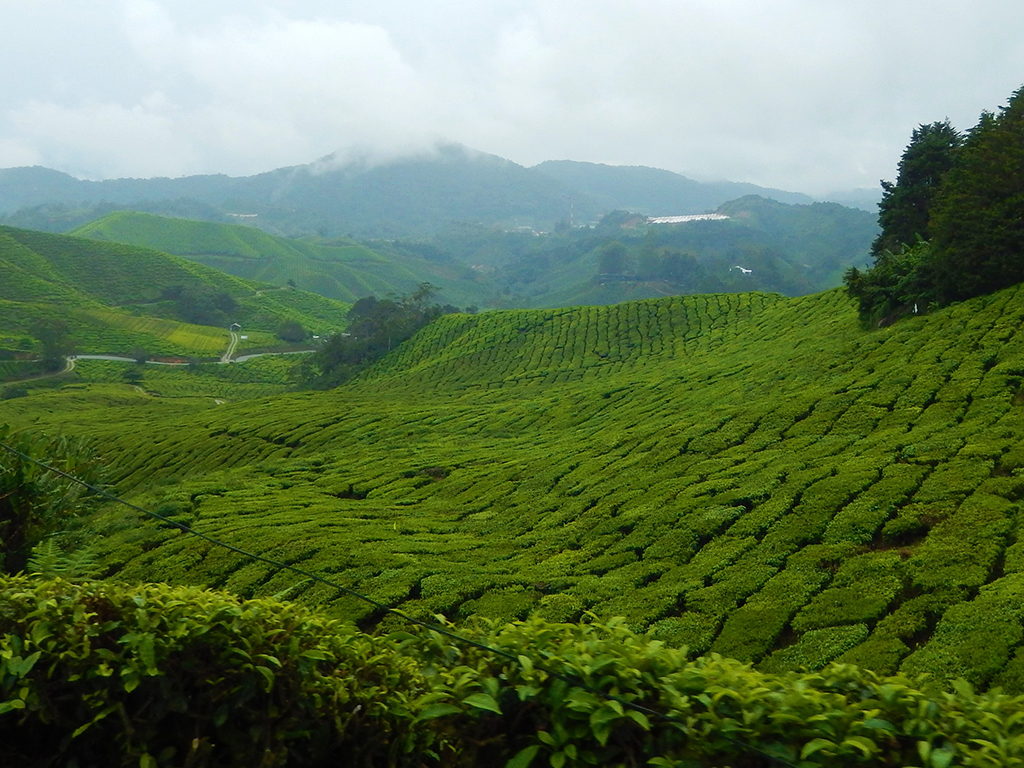 Potovanje_v_Malezijo_-_Travel_to_Malaysia_-_Cameron_gorovje_2.jpg