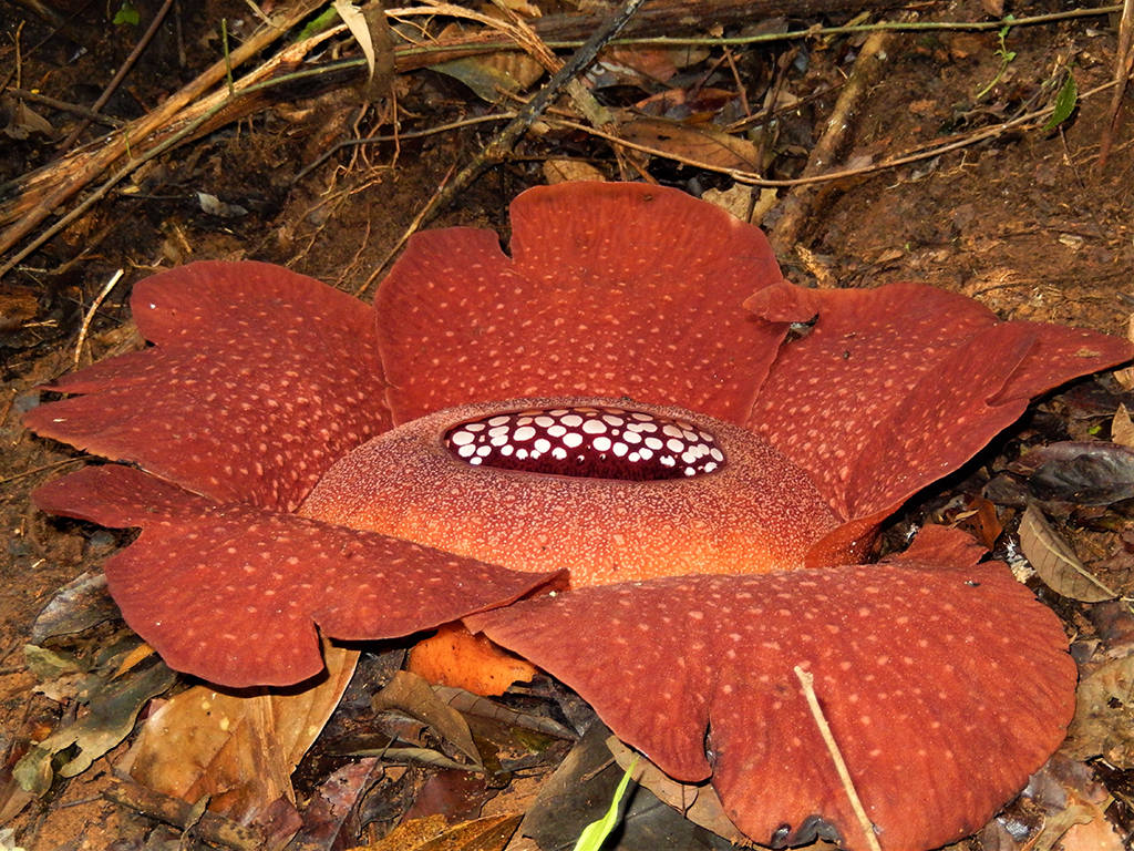 Potovanje_v_Malezijo_-_Travel_to_Malaysia_-_Rafflesia.jpg