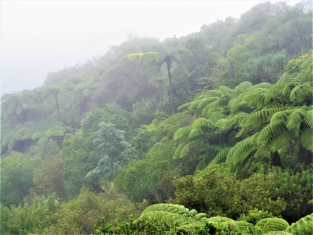 Potovanje_po_Novi_Zelandiji_-_A_trip_to_New_Zealand_19.jpg