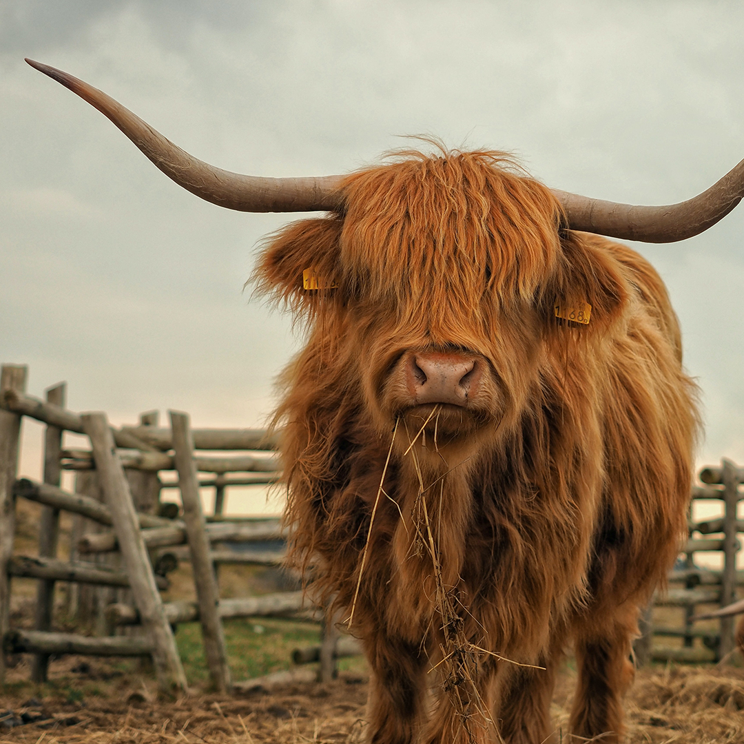 Raziskovanje_Edinburga_-_Exploring_Edinburgh_-_Photo_by_Pascal_van_de_Vendel_on_Unsplash.jpg