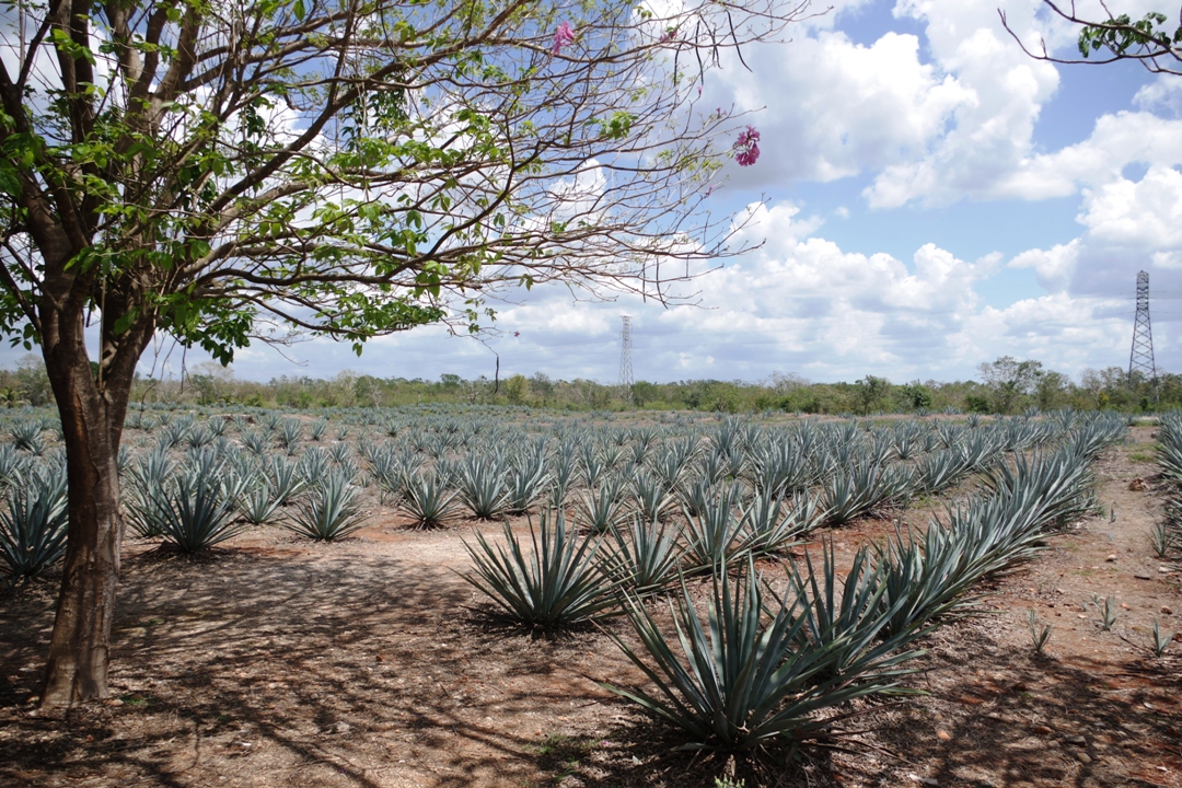 Raziskovanje_Mehike_-_Exploring_Mexico_5.JPG