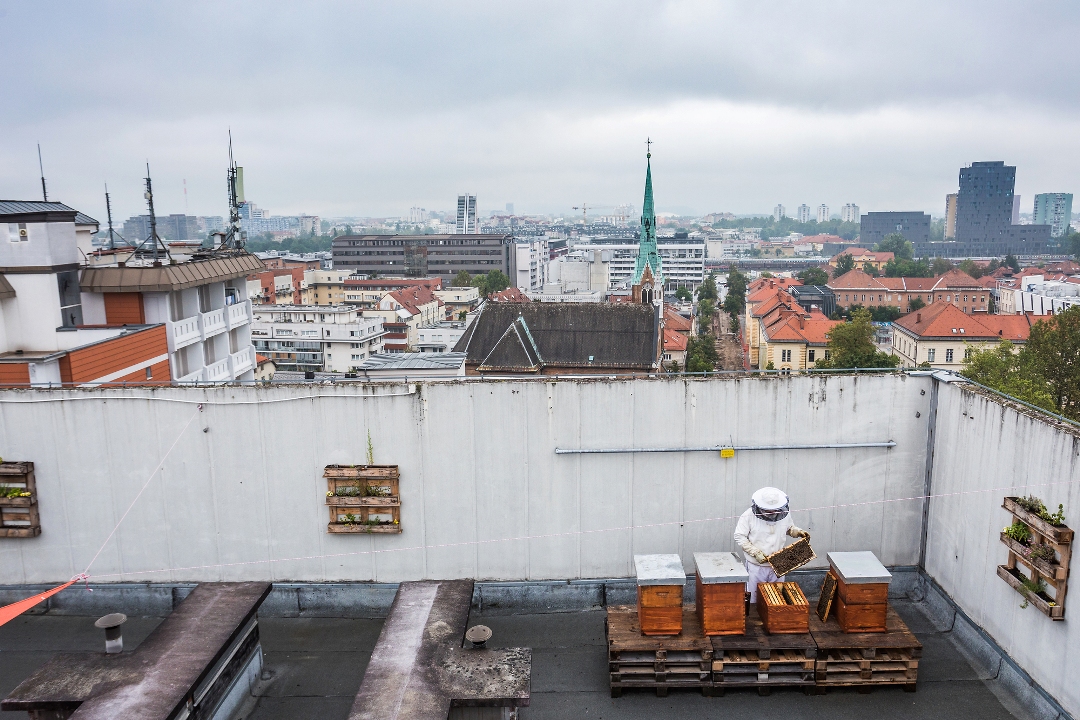 Beekeeper_on_the_rooftop_in_Ljubljana_-_Photographer_-_Jost_Gantar_-_Source_-_www-slovenia-info.jpg