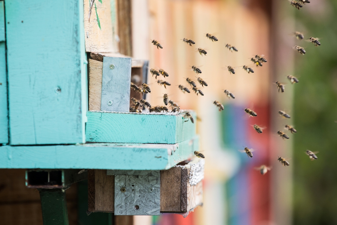 Bees_flying_into_beehive_-_Photographer_-_Jost_Gantar_-_Source_-_www-slovenia-info.jpg