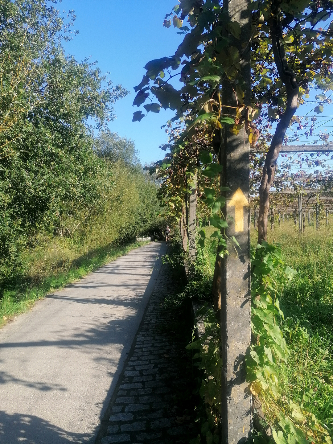 Romarska_pot_Camino_de_Santiago__-_Pilgrimage_route_Camino_de_Santiago_13.jpg