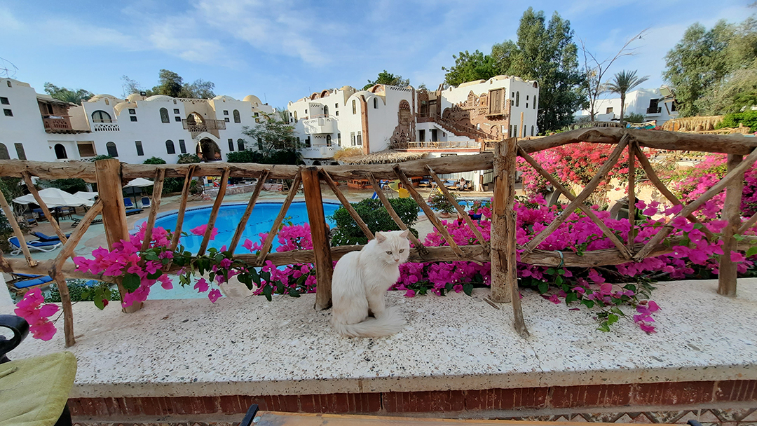 Potovanje_v_Egipt_v_Sharm_El-Sheikh_-_Travel_to_Egypt_in_Sharm_El-Sheikh_12.jpg