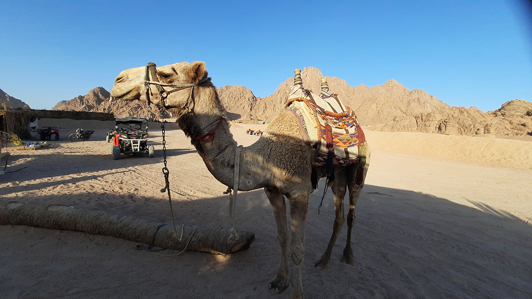 Potovanje_v_Egipt_v_Sharm_El-Sheikh_-_Travel_to_Egypt_in_Sharm_El-Sheikh_8.jpg