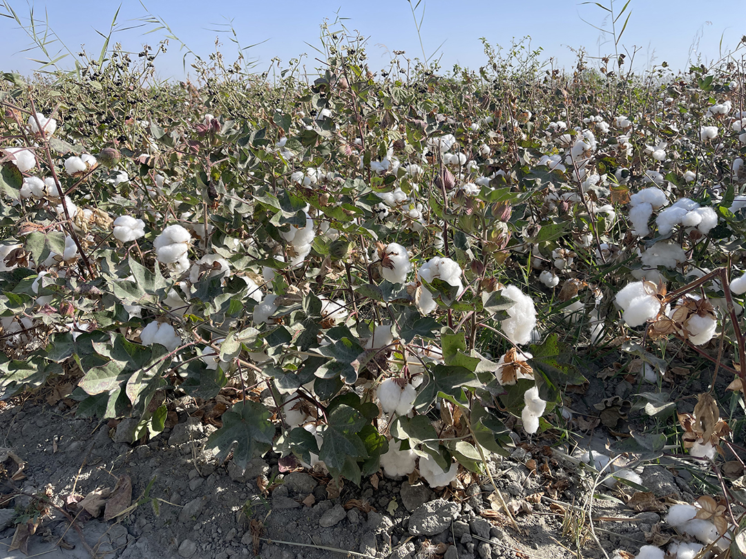 Potovanje_po_Uzbekistan_-_Trip_to_Uzbekistan_14.jpg