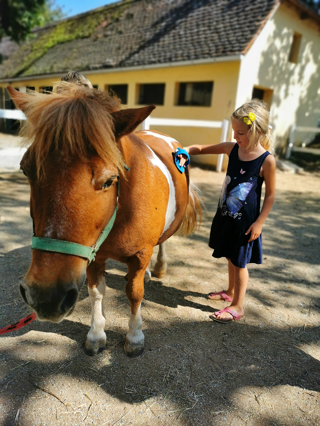 Kobilarna_Lipica_-_Stud_farm_Lipica_3.jpg