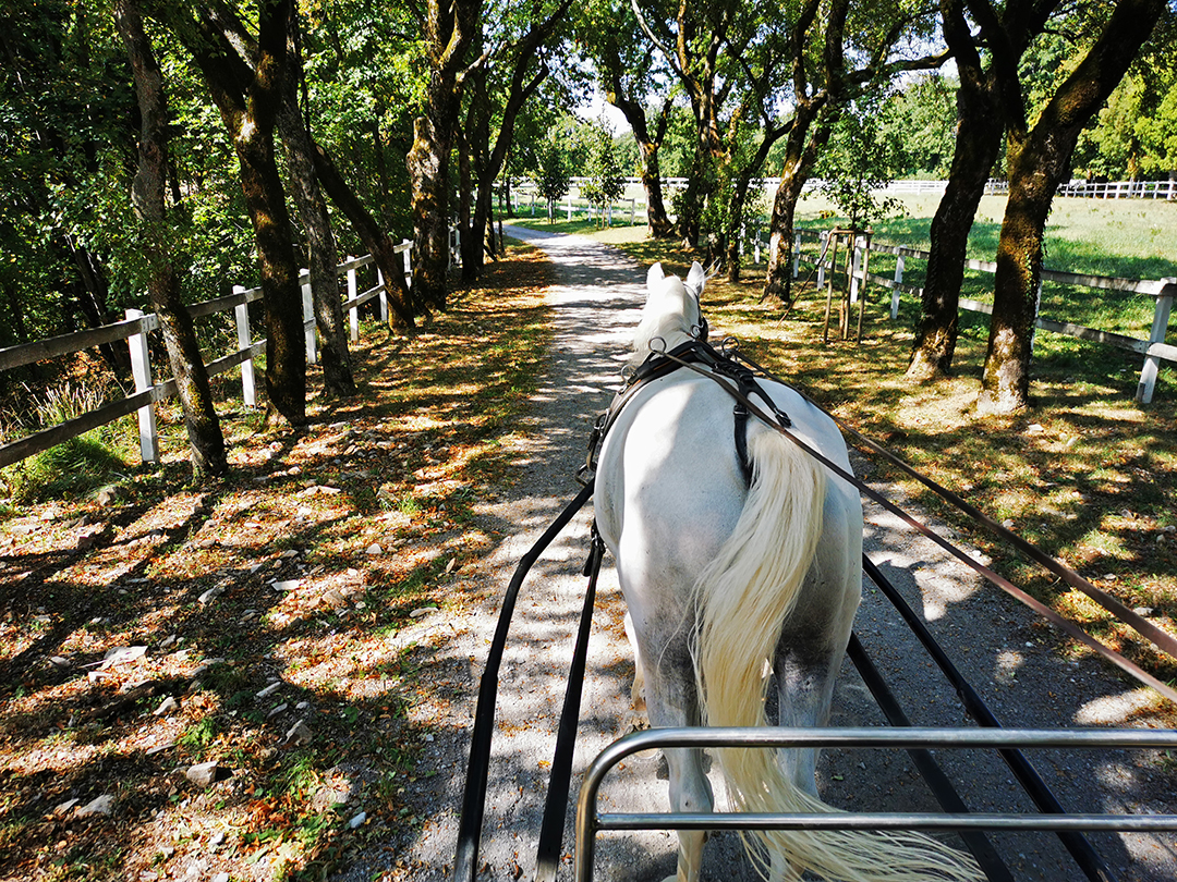 Kobilarna_Lipica_-_Stud_farm_Lipica_7.jpg