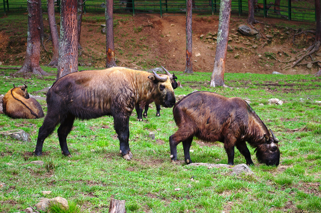 Popotniske_informacije_za_Butan_-_Travel_information_for_Bhutan_5.JPG