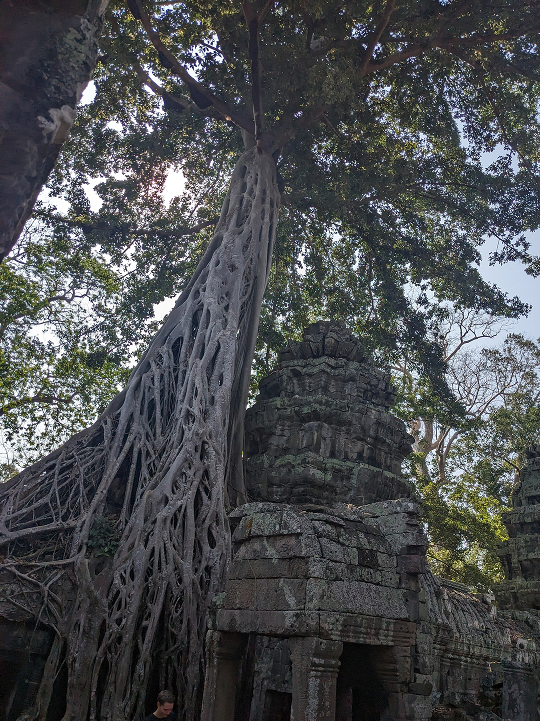 Ta Prohm temple, where massive tree roots intertwine with ancient stone walls of Angkor.