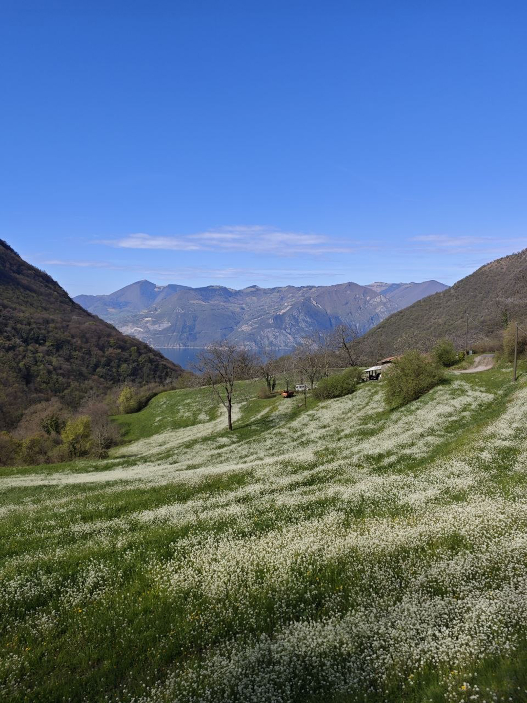 Cvetoči pomladni travniki nad jezerom Iseo vabijo na sproščene pohode skozi neokrnjeno naravo, kjer se med gorami skriva eden najbolj umirjenih kotičkov severne Italije.