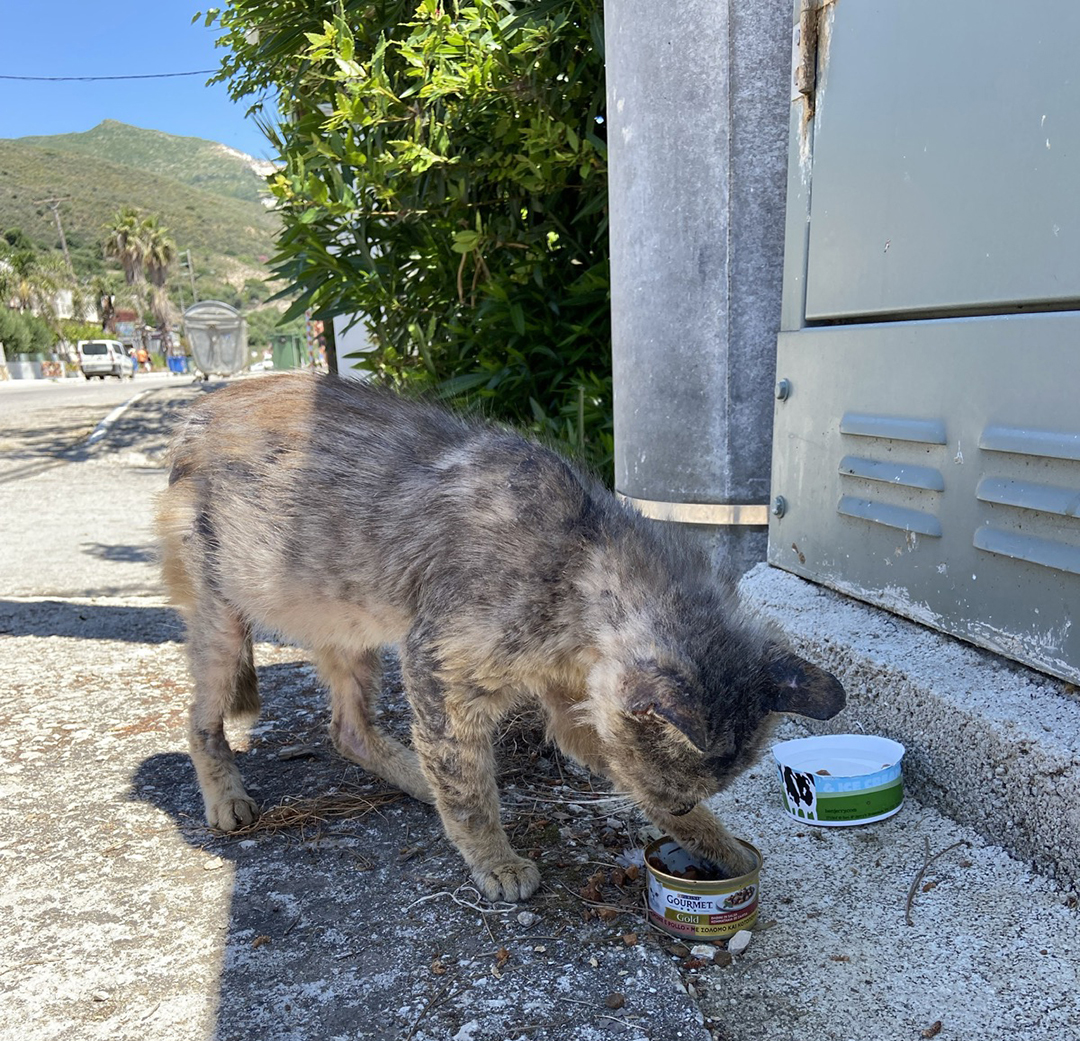 Prostoživeča mačka na ulici Zakintosa je eden izmed številnih primerov živali, za katere skrbijo domačini, turisti in prostovoljci z rednim hranjenjem ter veterinarsko pomočjo.